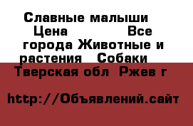 Славные малыши! › Цена ­ 10 000 - Все города Животные и растения » Собаки   . Тверская обл.,Ржев г.
